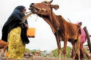 Le nord de la Somalie menacé par une famine provoquée par la sécheresse