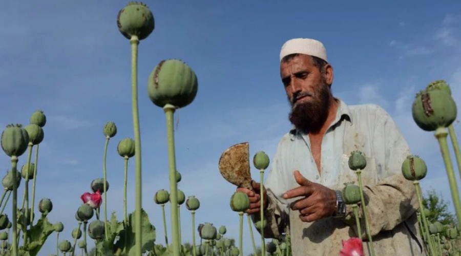 Comment les USA ont consolidé la culture de l’opium en Afghanistan