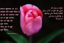 hadith-in-097