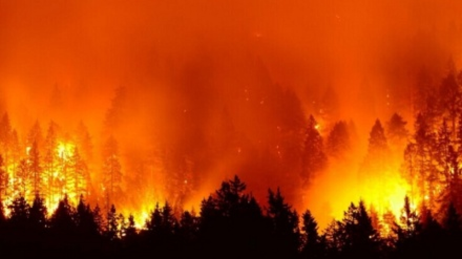 امریکی جنگلات میں لگنے والی آگ سے80  افراد ہلاک، سینکڑوں عمارتیں راکھ کا ڈھیر