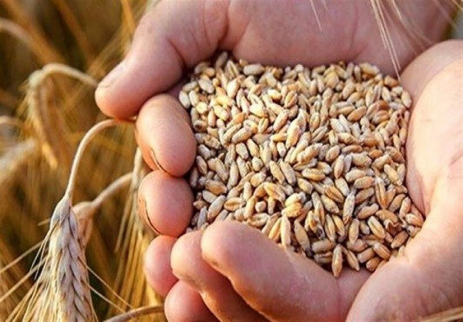 ایران میں گندم کی درآمدات میں 40 فیصد کی کمی