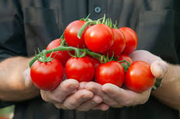دراسة: الطماطم قد تقلل خطر الإصابة بسرطان الكبد