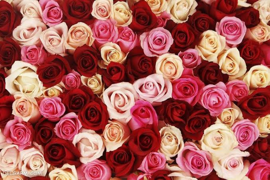 What is the relationship between Mahdist expectation and socio-political responsibility during the occultation?