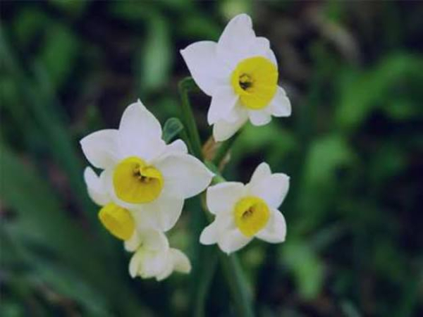 What does “awaiting the reappearance” mean, and what are the duties of those who await it?