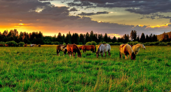 Animal Rights in Islam