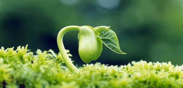 The Pairing of Plants in the Qur’an