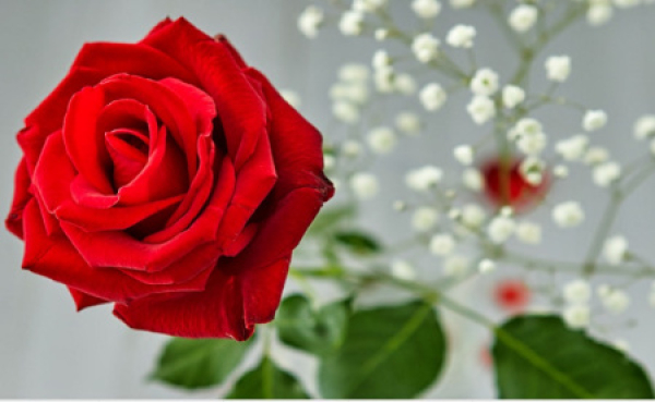 Can a menstruating woman enter ihram at the Miqat?