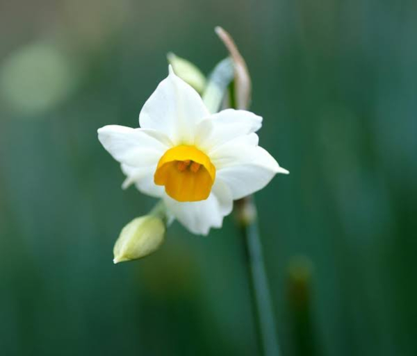 What does Mahdism mean, and why is it important in Shiite thought?