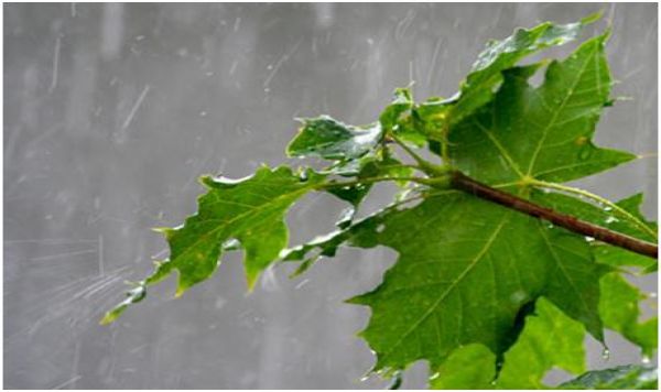 وَهُوَ الَّذِي أَنزَلَ مِنَ السَّمَاءِ مَاءً فَأَخْرَ‌جْنَا بِهِ نَبَاتَ كُلِّ شَيْءٍ فَأَخْرَ‌جْنَا مِنْهُ خَضِرً‌ا نُّخْرِ‌جُ مِنْهُ حَبًّا مُّتَرَ‌اكِبًا