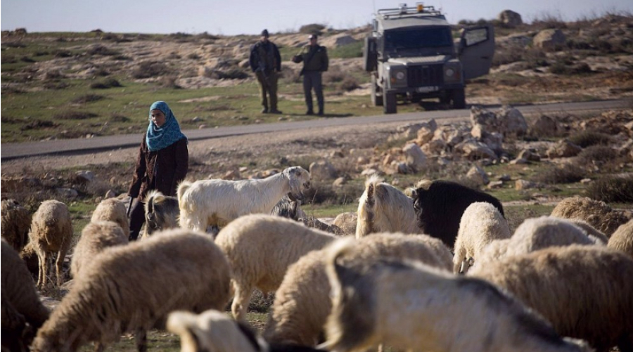 Des colons israéliens armés volent des centaines de moutons à des Bédouins en Cisjordanie