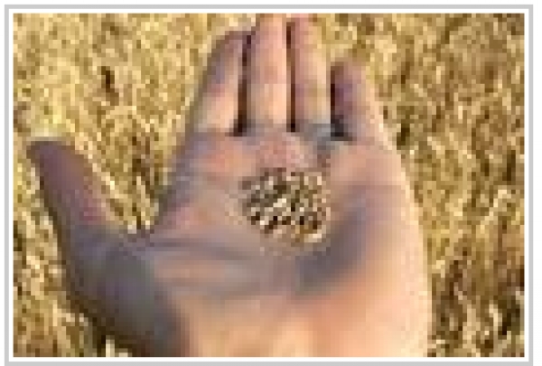 Quelles sont les conditions et le taux pour les biens sur lesquels la zakat s’applique ?