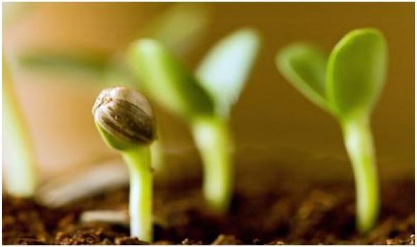 إِنَّ اللّهَ فَالِقُ الْحَبِّ وَالنَّوَى يُخْرِجُ الْحَيَّ مِنَ الْمَيِّتِ وَمُخْرِجُ الْمَيِّتِ مِنَ الْحَيِّ ذَلِكُمُ اللّهُ فَأَنَّى تُؤْفَكُونَ