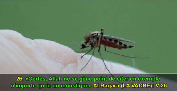 LE MOUSTIQUE :UN AUTRE MIRACLE DU CORAN