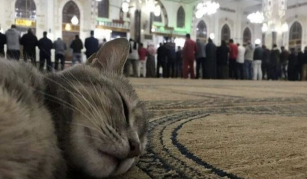 क्या बिल्ली के बाल नजिस हैं और नमाज़ को बातिल कर देते हैं?