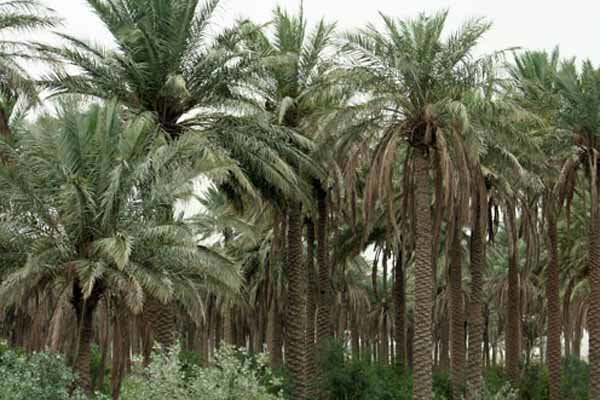 फ़िदक की हकीकत, तारीख के आईने में